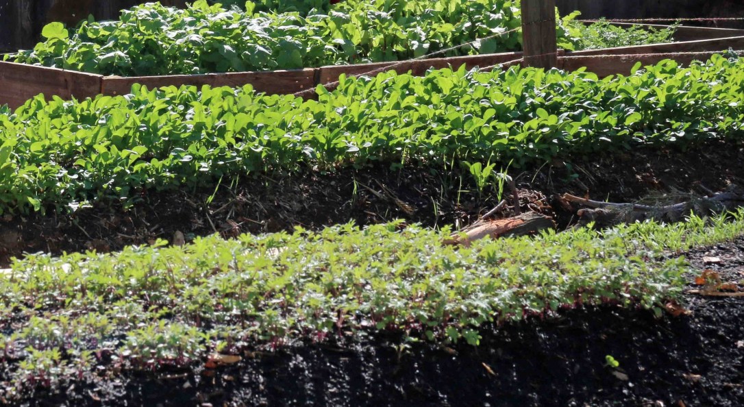 sm Greg and Alex watering harvesting IMG_0298