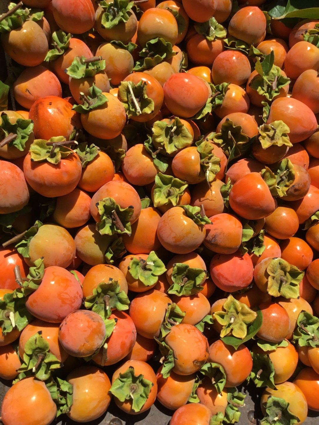 87993E5A-06AF-44B7-B6BA-CA60F378DE26